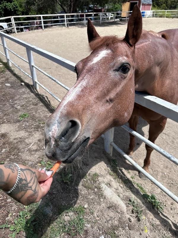 Reunited Luxury Volunteers with Hanaeleh Horse Rescue to Support Animal Welfare