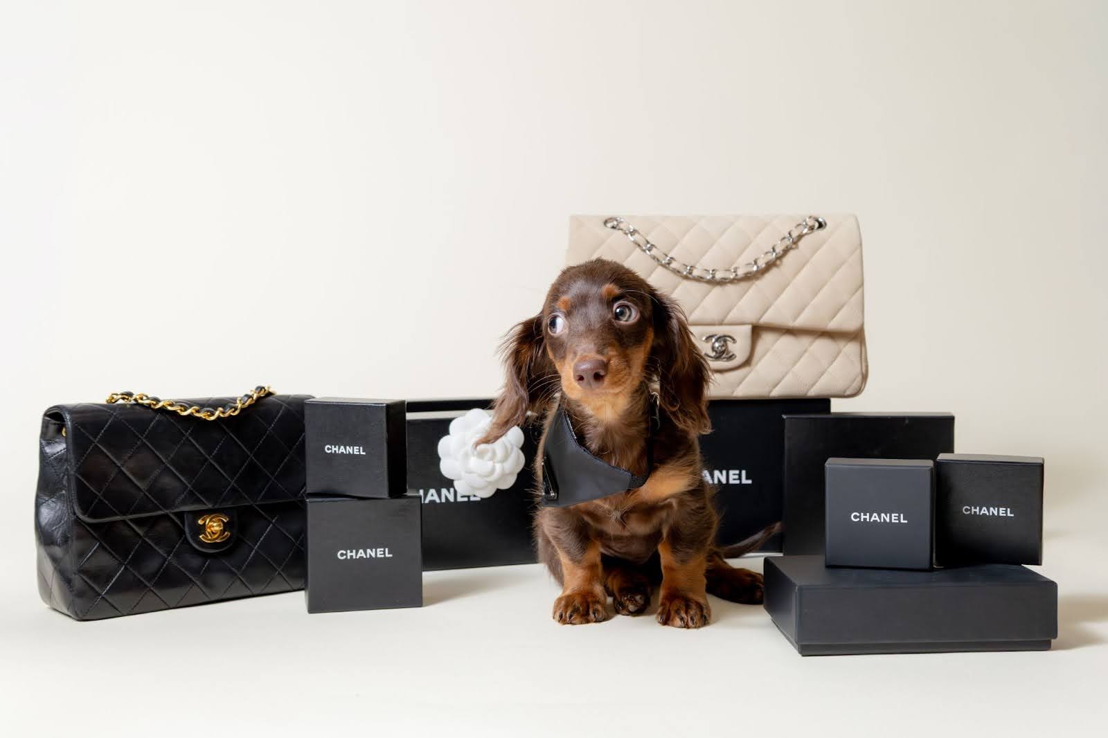 Reunited Luxury Announces Strategic Partnership with FACE Foundation, Pledging Ongoing Financial and Community Support